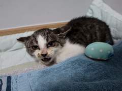 고양이 링웜, 그 지독한 녀석