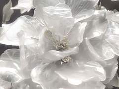 𓂃 ࣪˖ ִֶָangel