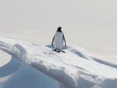 루세이아의 영광을 받은 황금별