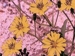 썰 (Dream) 모음 - 스팬담