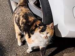 우리 아파트 삼색이