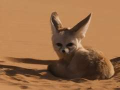 행맨루스터 여우와 구슬과 수탉 1