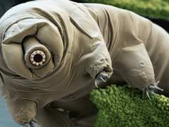 [번역] Tardigrade Song - Cosmo Sheldrake