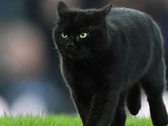 꾸쏜 검은 꾸냥이 메로 10