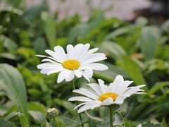 츠루가 사치코/XX/17/히라고