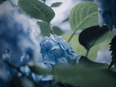 푸른 독초 BLUE VENOM 19