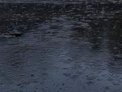 나는 너에게 꽃이 아니었던 거야*