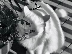 당신은 루퍼트의 눈물을 아는가? 이 사람은 그 물체와 똑같다는 것도 아는가?