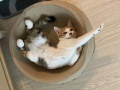 언제 사라지나 고양이 턱드름