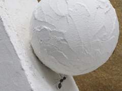 고작 개미 9마리