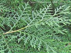 [나히아 캐릭터들 생일 기념 글/토도데쿠]우정