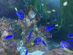 BND 물프용 어항 편지지 pdf 공유