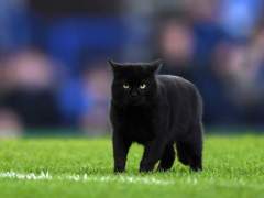 꾸쏜 검은 꾸냥이 메로 11