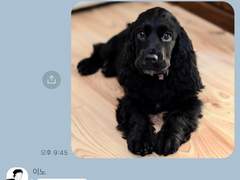 주술회전 카피페 [9]