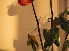 사랑의 본질은 추모와 같다.