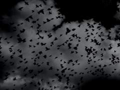 [릴라 F. 바바라] 맥동의 기록