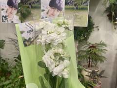 거누끄 생카 벼락치기