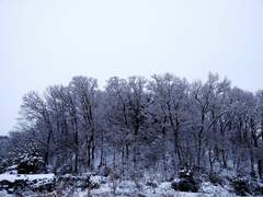[지우견]깊은 숲속의 의원들