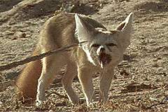 행맨루스터 여우와 구슬과 수탉 2