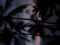 하와이안 피자 붐은 온다 2