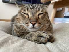 고양이 헤어볼은 위험해