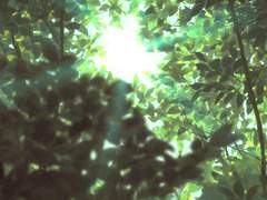 초여름 어느 날