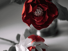 죽음을 끌어안은 너에게