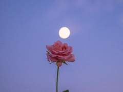 [소을]혼인뎐 12