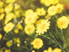 [ Matari D. Whitey / Hufflepuff ]