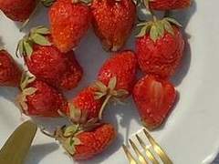 소중한 뱀 친구, 카야에게.