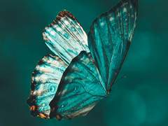 햄스터를 함부로 주우면 안 되는 이유 完