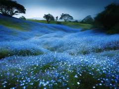 『일리아나 F. 플로리아/14/XX/약술학과』