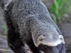 롤쏜 Oh! Sorry 로드리고 프롤로그