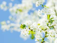 [린디] 황궁의 봄 1