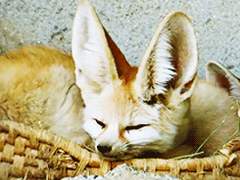 행맨루스터 여우와 구슬과 수탉 3