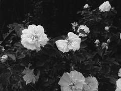 다니엘 딘 위버 xx 7학년 기숙사