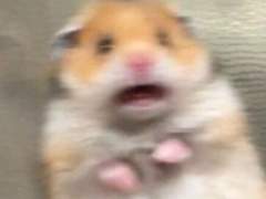 사랑과 털 가득한 테스타 숙소에 어서오세요!