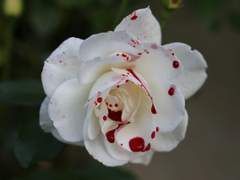 7대 죄악 : 식탐 (외전)