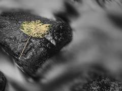 [한여울] 한 날의 이야기 [이희아]