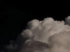 설 효 / 24 / XX / 흰올빼미