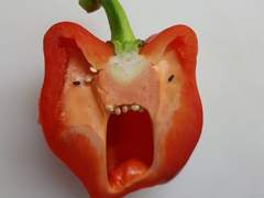 홈마? 가보자는 거야