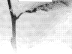 素慧범: 누군가의 편지