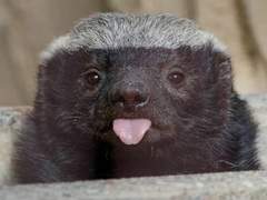 롤쏜 Oh! Sorry 로드리고 上