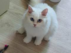 [작심삼월2024]어쩌다 고양이를 열일곱 마리나 키우게 되었나요?5