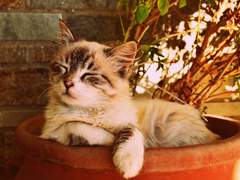 고양이가된 드림주[히로아카드림]