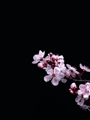 아마도, 그것까지 사랑. -完-