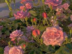 설서화[薛曙華]