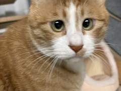 [D-351] 겁쟁이 고양이의 하루