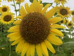 [리뷰] 몸과 삶이 만나는 글, 누드 글쓰기/고미숙 외 5명