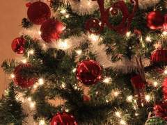 [자하설영] 감기에는 크리스마스가